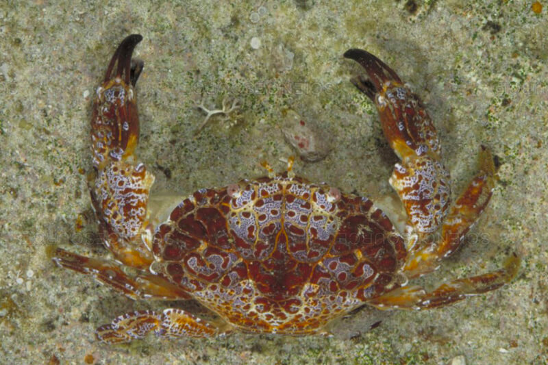 Người ăn phải cua quỷ có thể xuất hiện triệu chứng tê miệng, tê lưỡi