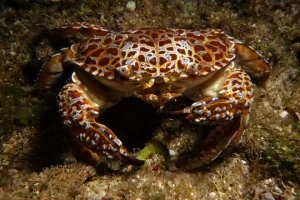 “Cua quỷ” là tên gọi dân gian của một số loài cua sống ở rạn san hô, rừng ngập mặn và vùng nước nông ven biển nhiệt đớ